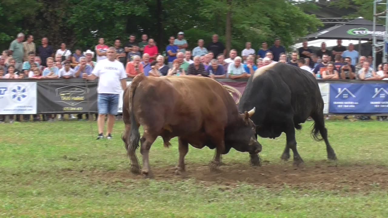 Macan od Redže Delića vs Kukan od Braće Škaljo B.Majdan