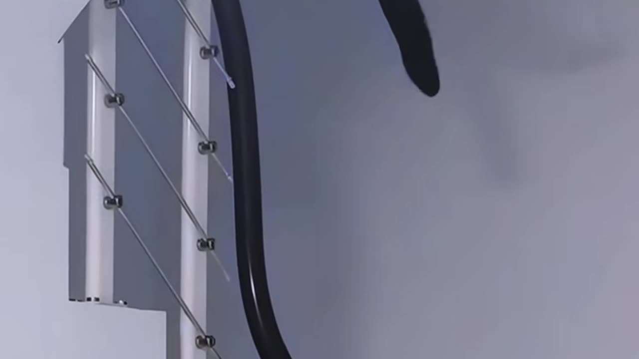 Cats funny epic fail video