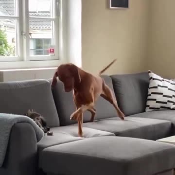 Dog has accidentally thrown her chewing stick too close to the cat.. 😅