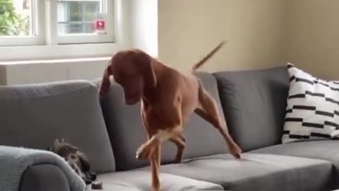 Dog has accidentally thrown her chewing stick too close to the cat.. 😅