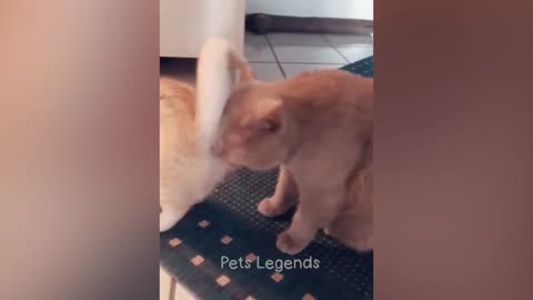 funny cat