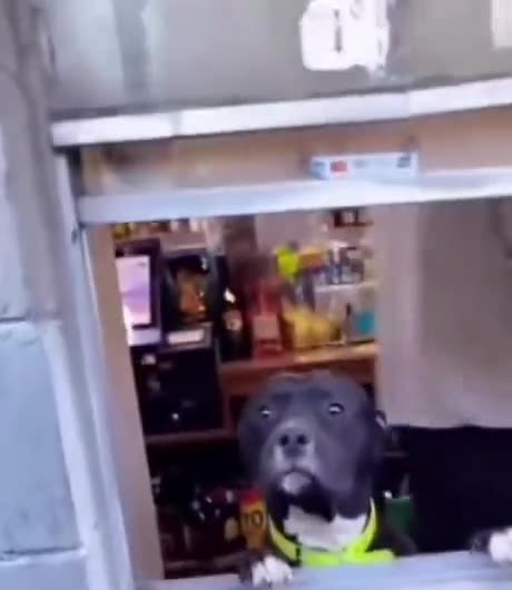 Best High Five From Dog 😍