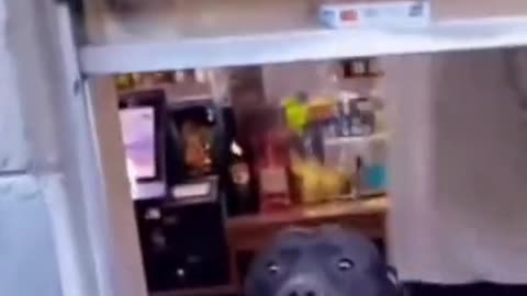 Best High Five From Dog 😍
