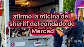 "Camioneta del horror: Más de 100 gatos hallados en condiciones extremas"