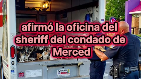 "Camioneta del horror: Más de 100 gatos hallados en condiciones extremas"