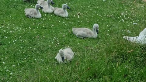 Beautiful Mute Swan And Mute Swan Cygnets In Great Britain