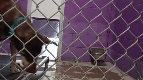 Jax 1y Pet Id 946904 kennel 26 HSSAZ shelter we're goofin round lovin each others company20250801296
