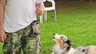 At-Ease Cue shorts 2