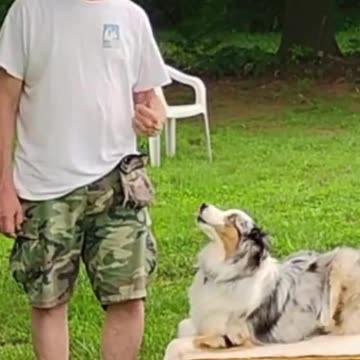 At-Ease Cue shorts 2