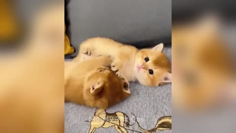 You laugh, you lose! 😇 Funniest dogs and cats of 2025 😂😂😂