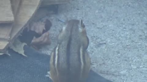 Trouble-making Chipmunk with a nut