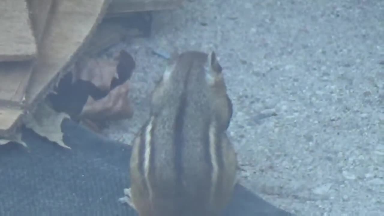 Trouble-making Chipmunk with a nut