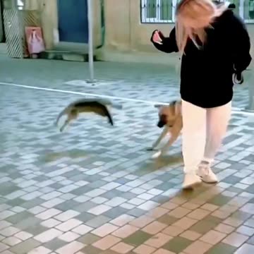 These Cats Are Hilarious and Wild!