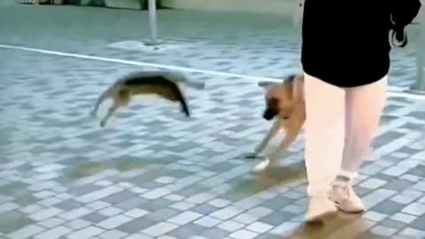 These Cats Are Hilarious and Wild!