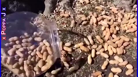 Nut in the Nuts 🥜