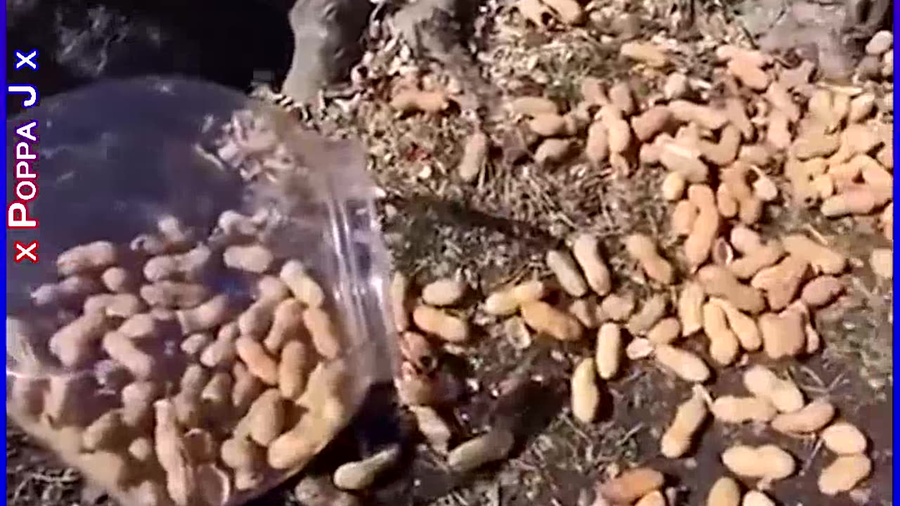 Nut in the Nuts 🥜