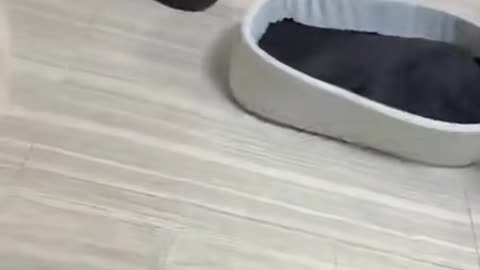 Sneak Attack Cat