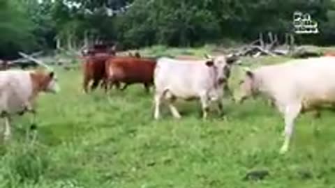 Funniest Farm Animals