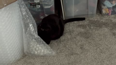 Cute Precious Piper is By the Bubble Wrap - My Adopted Shelter Cat Vlog