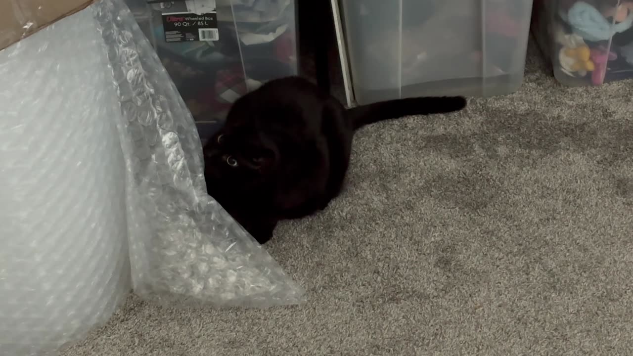 Cute Precious Piper is By the Bubble Wrap - My Adopted Shelter Cat Vlog
