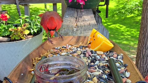 Chirp-Cuterie Board Delights Various Birds