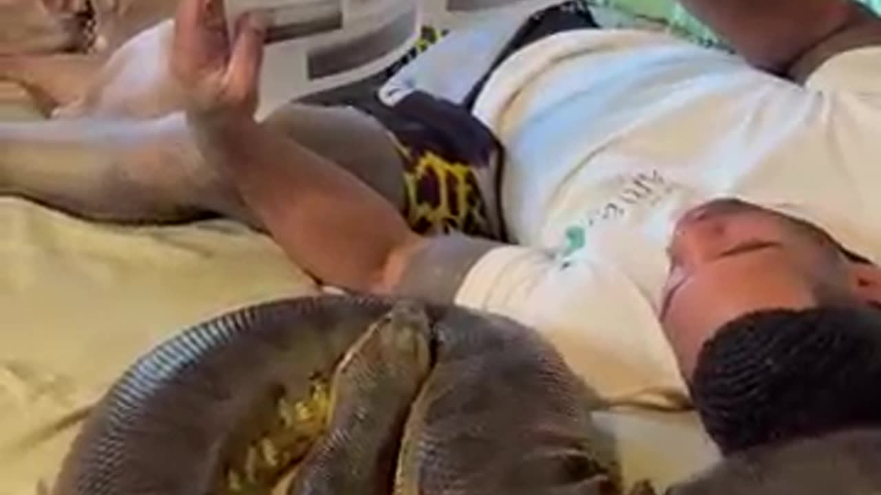Anaconda