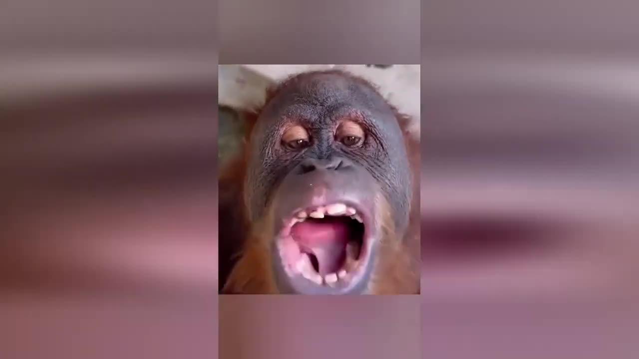 The funniest animals! New funny videos about cats and dogs #3