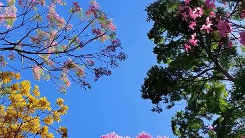 Flower Blossom in Spring 🌼