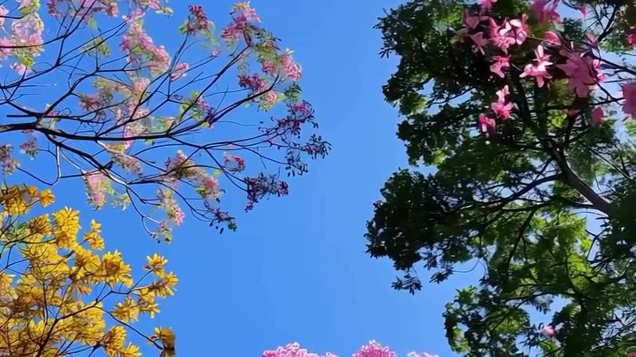 Flower Blossom in Spring 🌼
