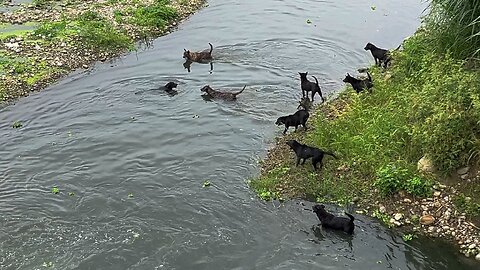 25_1028 Cocolo7 乾溪流浪狗