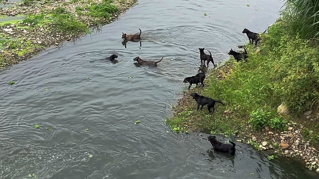 25_1028 Cocolo7 乾溪流浪狗