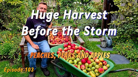 Massive Peach, Pear & Apple Harvest Before the Storm | Homegrown Fruit Picking 2025