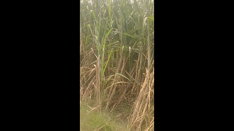 crops vedio beautiful nature