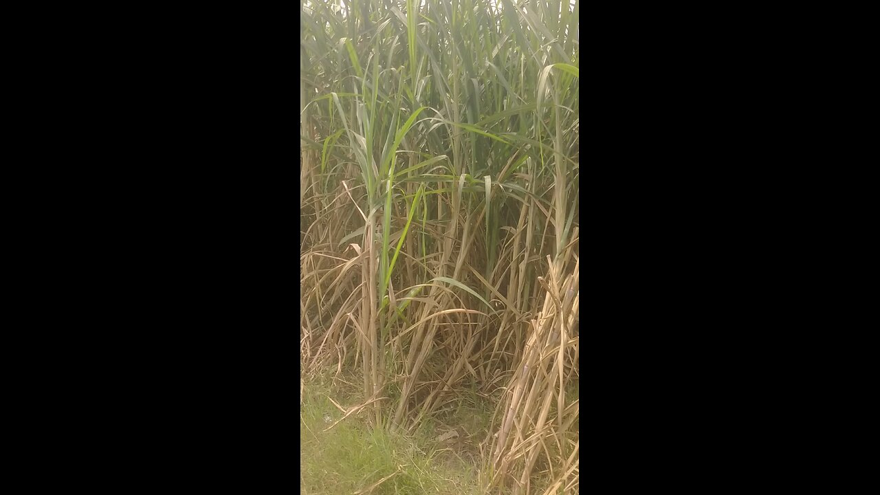 crops vedio beautiful nature