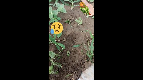 Let's see how we can save mango plant ourselves from death