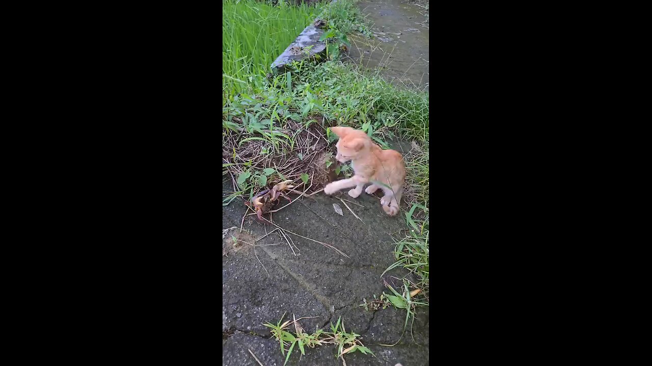 👉 "Cat vs Crab: Unexpected Reaction Caught on Camera! 🐱🦀😂 | LTP REACT Zone"