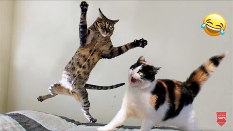 Funny Cats And Dogs Videos