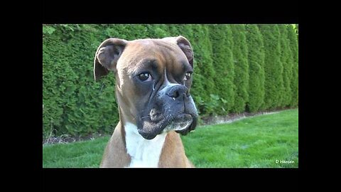 Amazing Puppy Birth