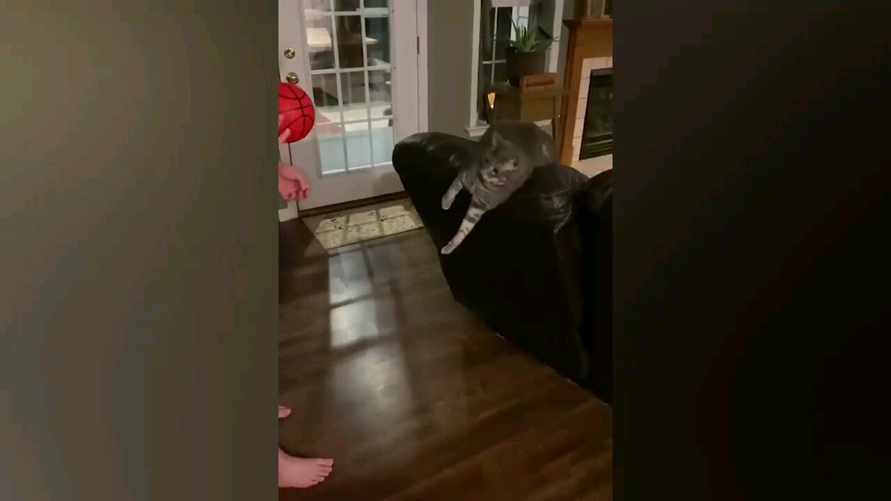 funny animal