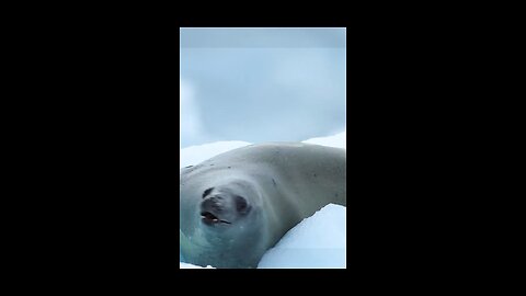 World Animal