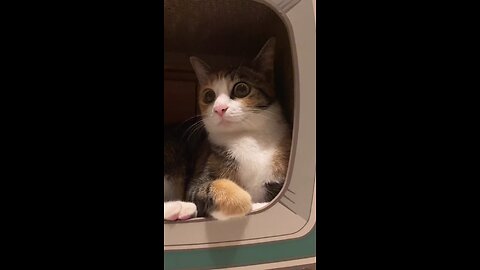 Funny Cat cut cat