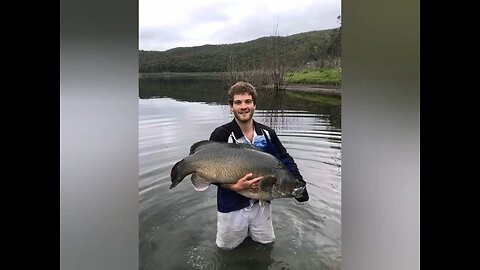 Meter Murray cod
