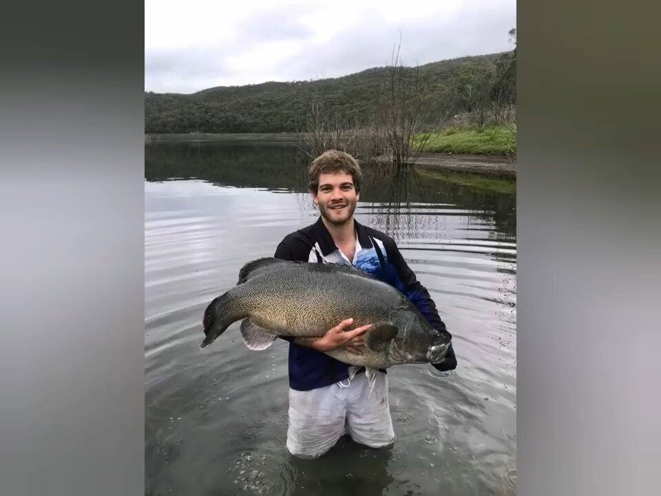 Meter Murray cod