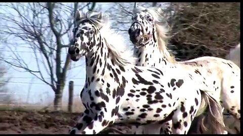 12 MOST BEAUTIFUL HORSE BREEDS IN THE WORLD - STUNNING EQUINE BEAUTY 🐎