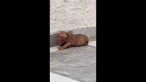 Putt bull dog