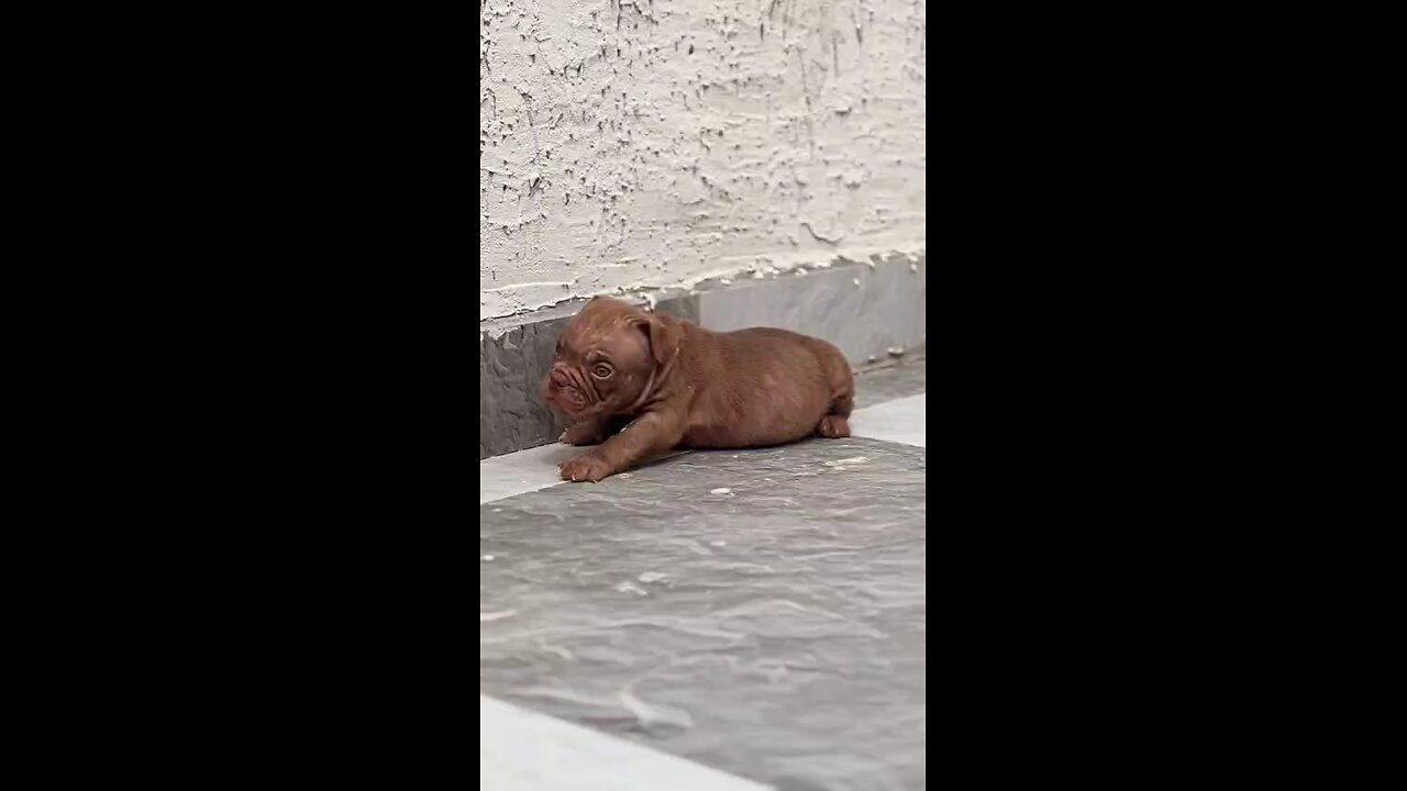 Putt bull dog