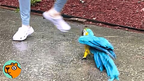 84 Year Old Parrot Hasn’t Smiled Since 1940s | Cuddle Buddies