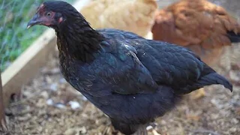 My current two flocks of hatchery chicks.