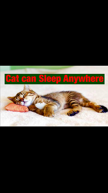 Cat can sleep anywhere
