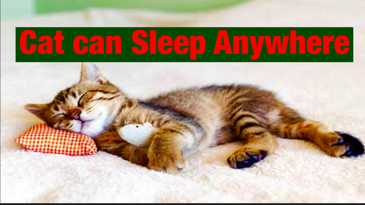 Cat can sleep anywhere